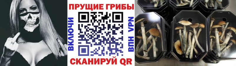 Галлюциногенные грибы Psilocybe  площадка телеграм  Чусовой  KRAKEN сайт 